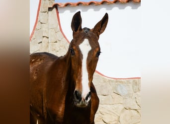 PRE, Hengst, 1 Jaar, Roodbruin