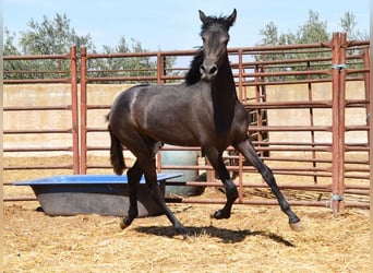 PRE, Hengst, 1 Jaar, Schimmel