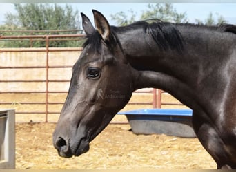 PRE, Hengst, 1 Jaar, Schimmel