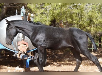 PRE, Hengst, 1 Jaar, Schimmel