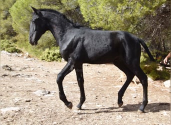 PRE, Hengst, 1 Jaar, Schimmel