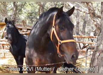 PRE, Hengst, 1 Jaar, Schimmel