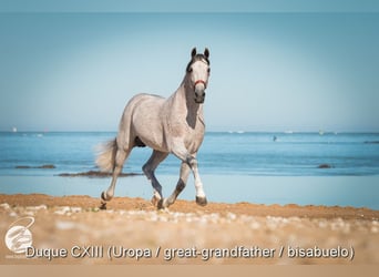 PRE, Hengst, 1 Jaar, Schimmel