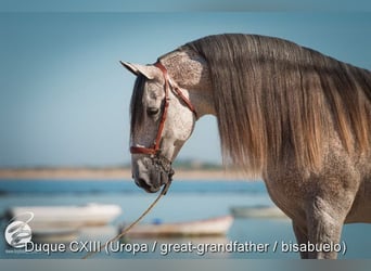PRE, Hengst, 1 Jaar, Schimmel