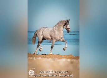 PRE, Hengst, 1 Jaar, Schimmel