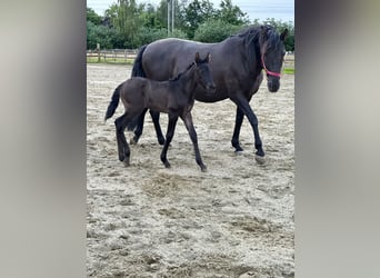 PRE, Hengst, 1 Jaar, Zwart