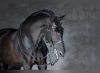 PRE, Hengst, 1 Jaar, Zwart