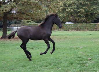 PRE Mix, Hengst, 1 Jaar, Zwart