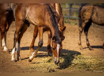 PRE Mix, Hengst, 1 Jahr, 130 cm, Rabicano
