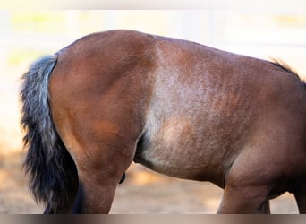 PRE Mix, Hengst, 1 Jahr, 130 cm, Rabicano