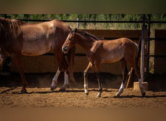 PRE Mix, Hengst, 1 Jahr, 130 cm, Rabicano