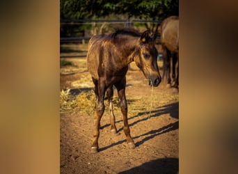PRE, Hengst, 1 Jahr, 130 cm, Rappe