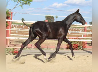 PRE, Hengst, 1 Jahr, 142 cm