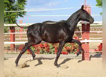 PRE, Hengst, 1 Jahr, 142 cm