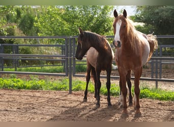 PRE Mix, Hengst, 1 Jahr, 142 cm, Rappe