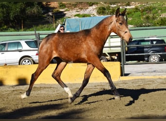 PRE Mix, Hengst, 1 Jahr, 144 cm, Falbe