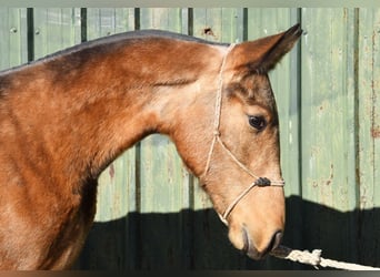 PRE Mix, Hengst, 1 Jahr, 144 cm, Falbe