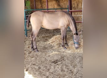 PRE Mix, Hengst, 1 Jahr, 145 cm, Champagne