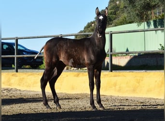 PRE Mix, Hengst, 1 Jahr, 146 cm, Schimmel