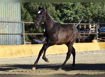 PRE Mix, Hengst, 1 Jahr, 146 cm, Schimmel