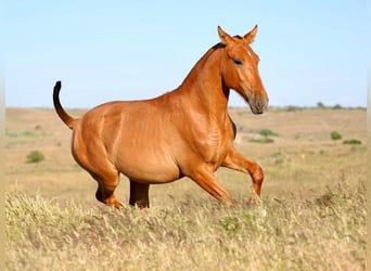 PRE Mix, Hengst, 1 Jahr, 148 cm, Fuchs