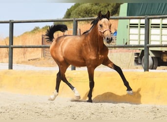 PRE, Hengst, 1 Jahr, 149 cm, Falbe