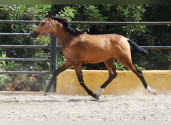 PRE, Hengst, 1 Jahr, 149 cm, Falbe