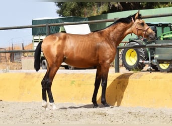 PRE, Hengst, 1 Jahr, 149 cm, Falbe