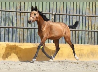 PRE, Hengst, 1 Jahr, 149 cm, Falbe