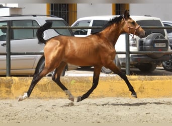 PRE, Hengst, 1 Jahr, 149 cm, Falbe