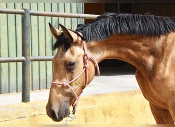 PRE, Hengst, 1 Jahr, 149 cm, Falbe