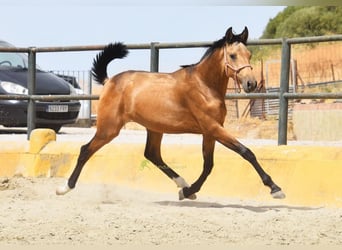 PRE, Hengst, 1 Jahr, 149 cm, Falbe