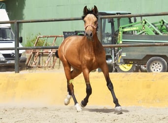 PRE, Hengst, 1 Jahr, 149 cm, Falbe
