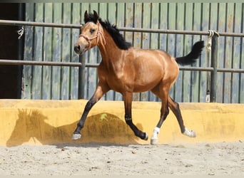 PRE, Hengst, 1 Jahr, 149 cm, Falbe