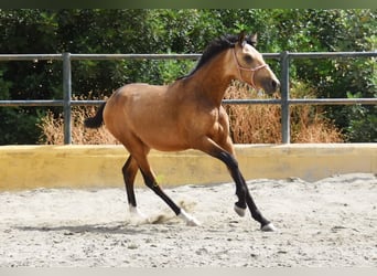 PRE, Hengst, 1 Jahr, 149 cm, Falbe