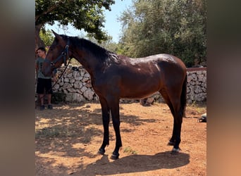 PRE Mix, Hengst, 1 Jahr, 150 cm, Dunkelbrauner
