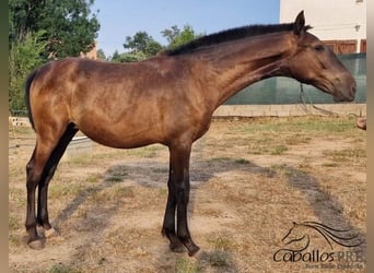 PRE Mix, Hengst, 1 Jahr, 150 cm