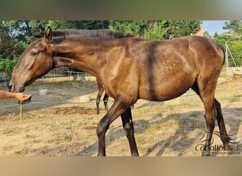 PRE Mix, Hengst, 1 Jahr, 150 cm