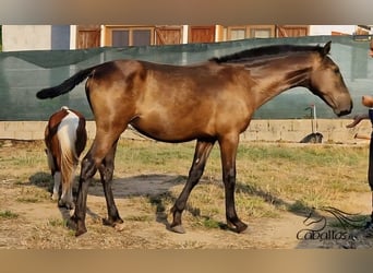 PRE Mix, Hengst, 1 Jahr, 150 cm