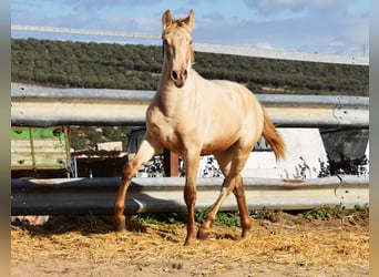 PRE, Hengst, 1 Jahr, 150 cm, Pearl