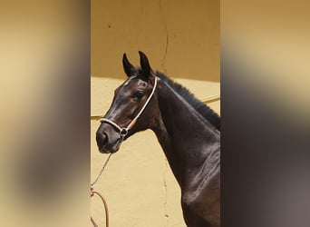 PRE, Hengst, 1 Jahr, 150 cm, Rappe