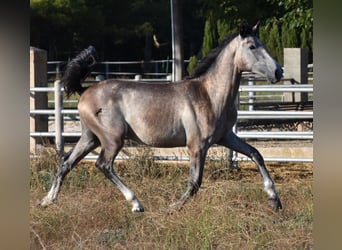 PRE, Hengst, 1 Jahr, 150 cm, Schimmel