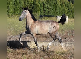 PRE, Hengst, 1 Jahr, 150 cm, Schimmel