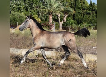 PRE, Hengst, 1 Jahr, 150 cm, Schimmel
