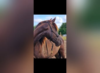 PRE Mix, Hengst, 1 Jahr, 152 cm, Rappe