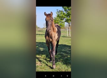 PRE Mix, Hengst, 1 Jahr, 152 cm, Rappe