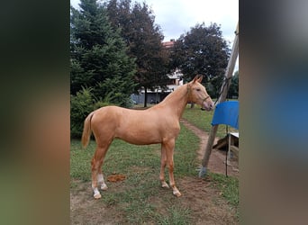 PRE Mix, Hengst, 1 Jahr, 153 cm, Champagne