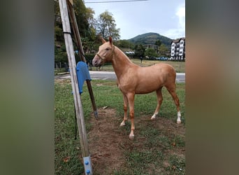 PRE Mix, Hengst, 1 Jahr, 153 cm, Champagne