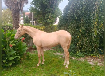 PRE Mix, Hengst, 1 Jahr, 153 cm, Champagne
