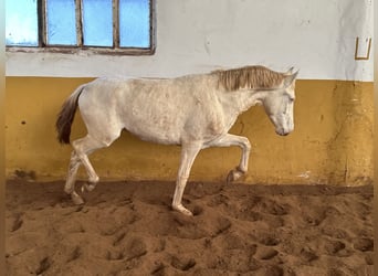 PRE Mix, Hengst, 1 Jahr, 154 cm, Cremello